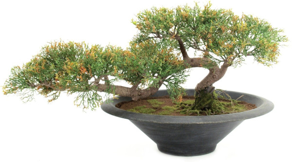 Europalms Bonsai-Zeder, Kunstpflanze, 40cm